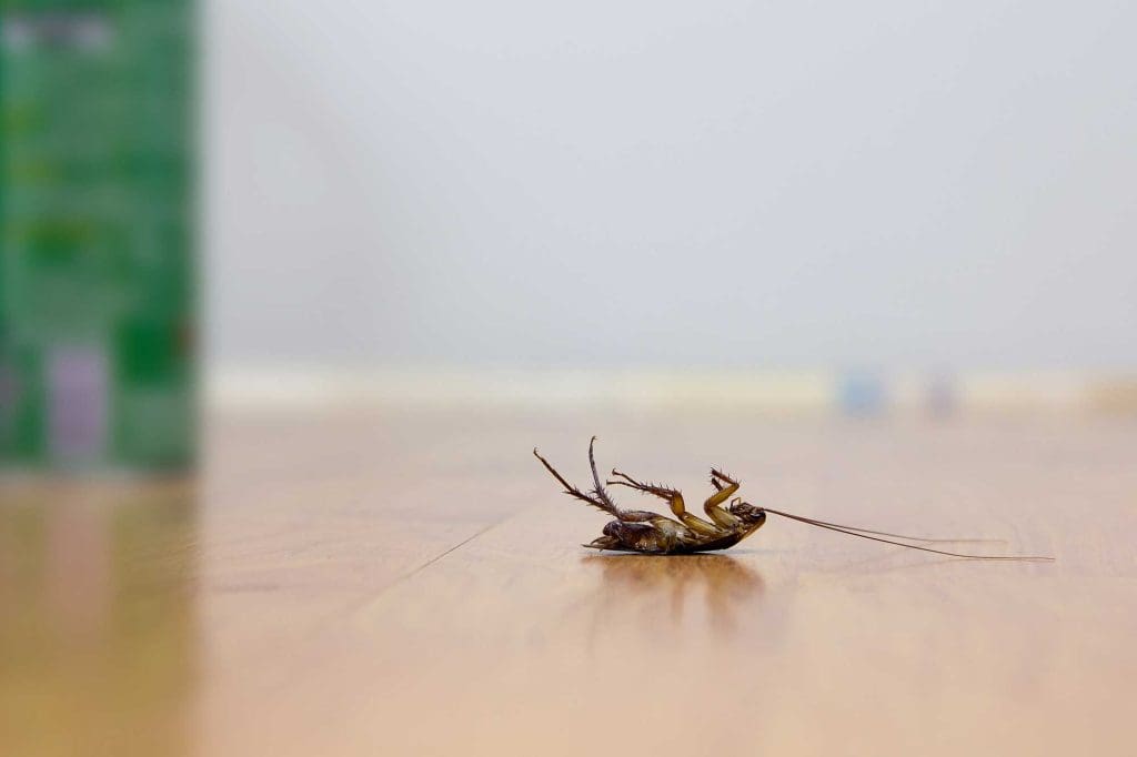Dead cockroach